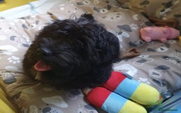 Cockapoo dogs for sale: Cockapoo looking for a new home - Image 1