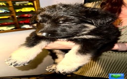 German Shepherd dogs for sale: German Shepard puppies  - Advert 3