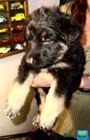 German Shepherd dogs German Shepard puppies - Advert 1