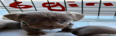 Dachshund 6