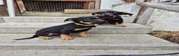 Mixed Breed dogs for sale: 8 Huntaway x puppies for sale - Advert 5