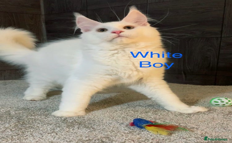 Maine Coon cats - Advert 16