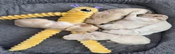 Golden Retriever dogs for sale: Golden Retriever puppies  in Derby - Advert 8