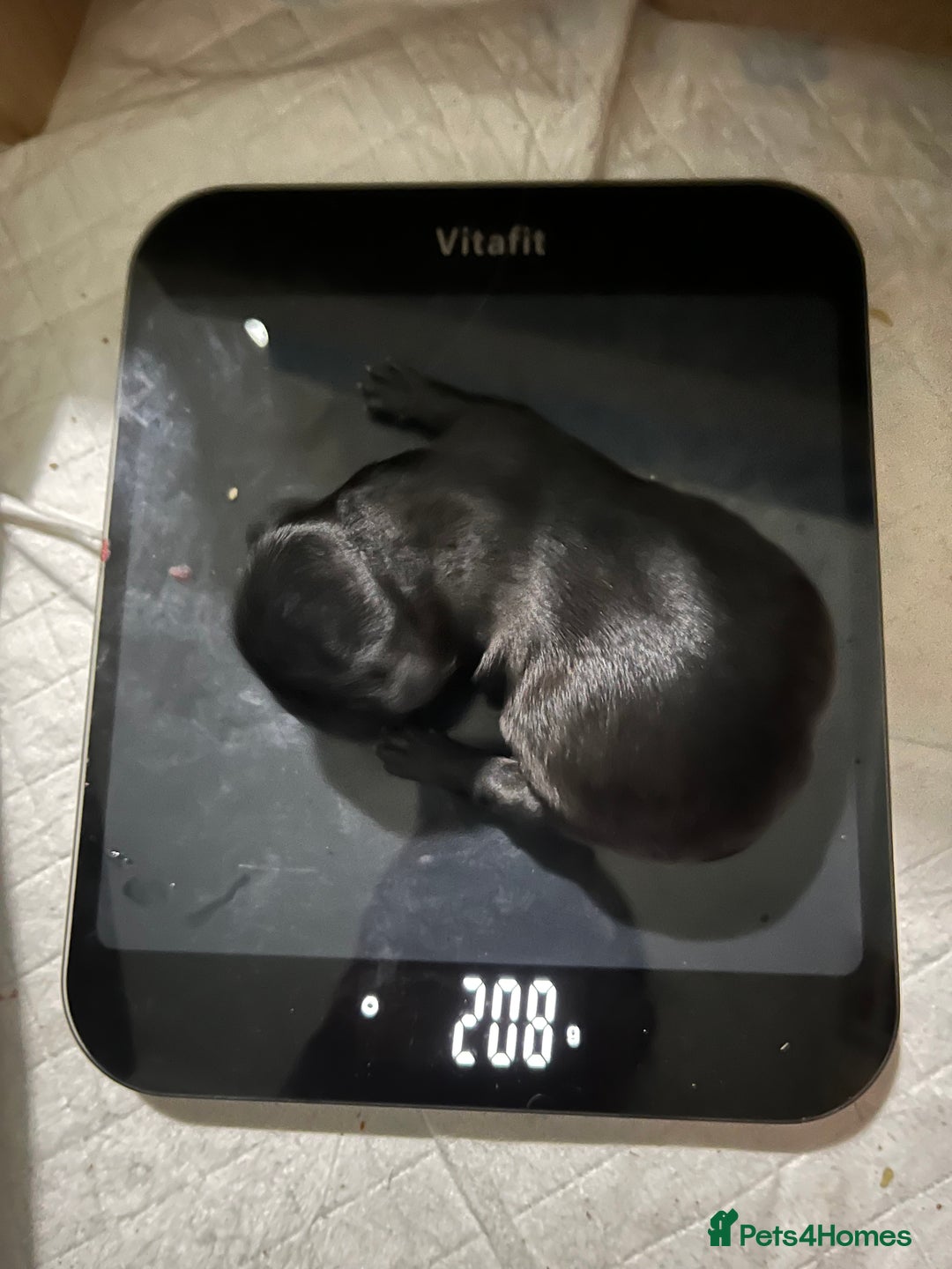 Shih Tzu dogs for sale: Shih Tzu Puppies (standard) - Image 11