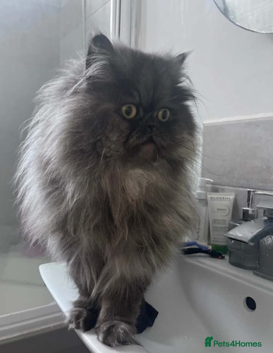 Ragdoll cats for sale: Half pershian/half ragdoll - Advert 2