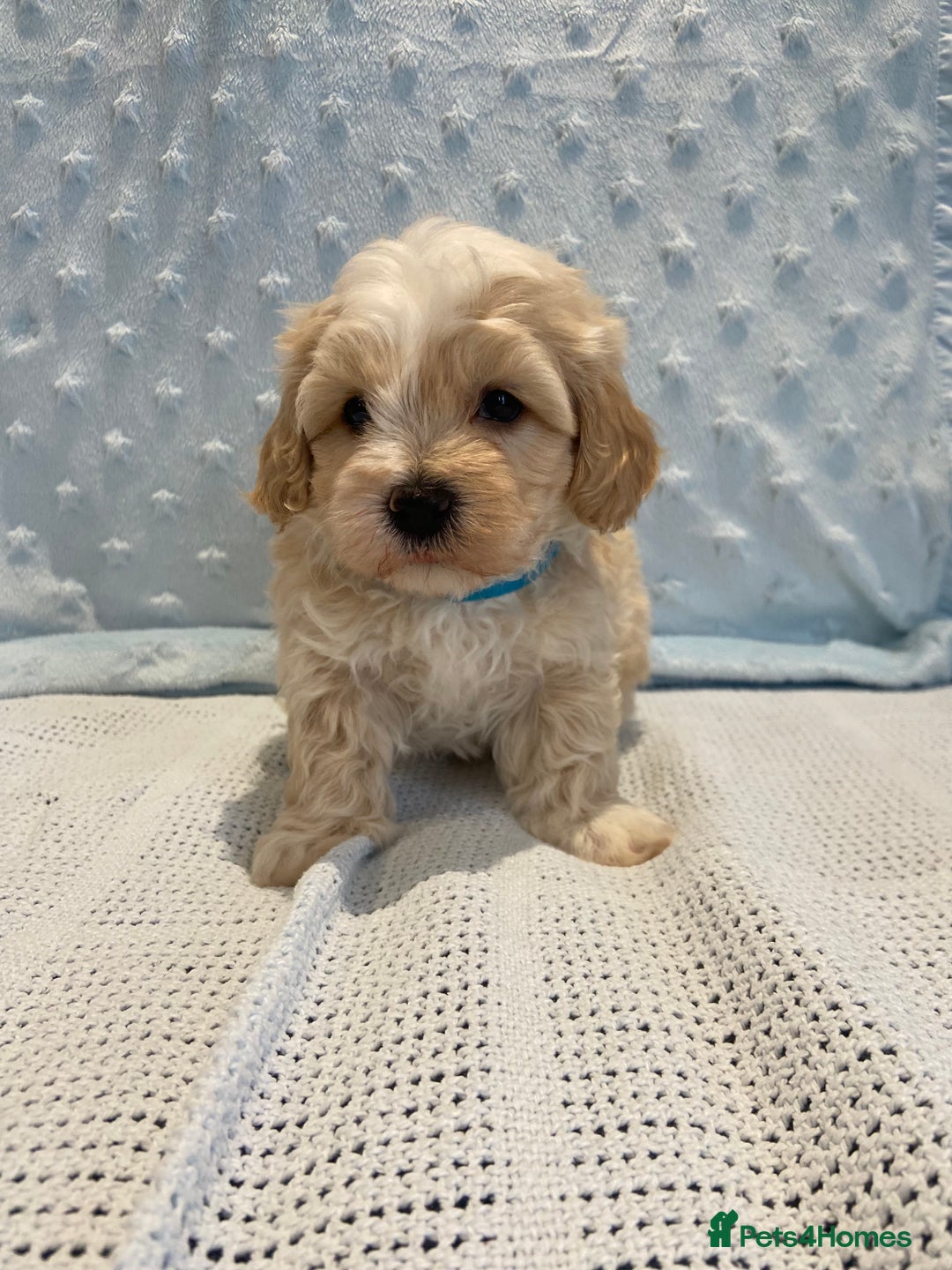 Maltipoo dogs for sale: 💖🐾Stunning health tested F1 maltipoo babies 🐾💖 - Advert 3
