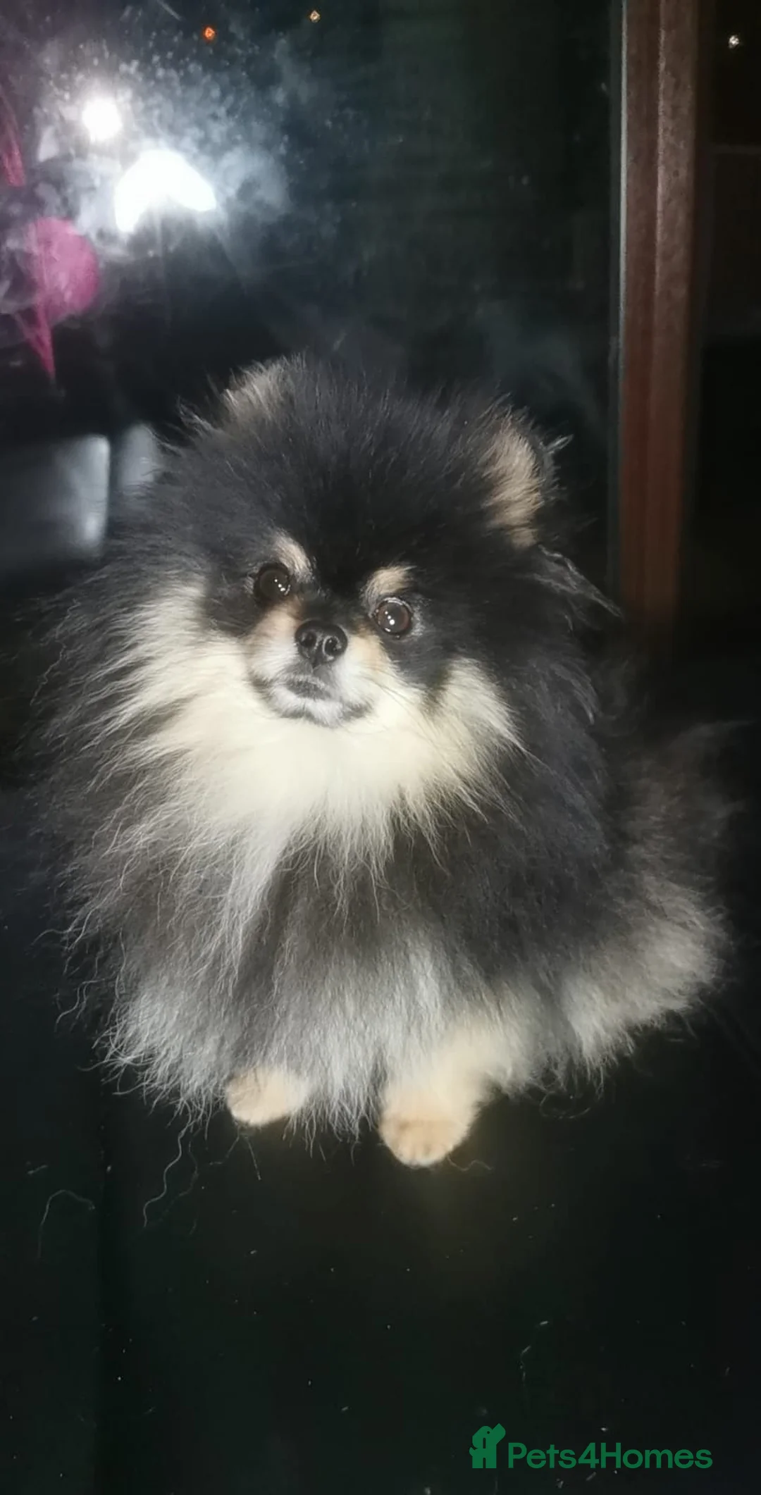 Pomeranian dogs for sale: STUNNING ADULT POM BITCH  - Advert 9
