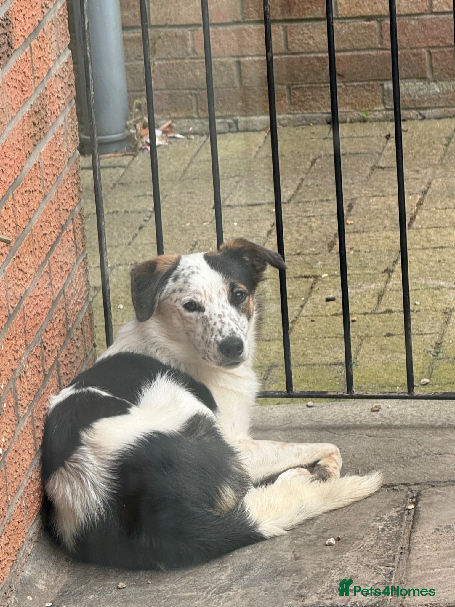 Border Collie dogs Buddy - Advert 3