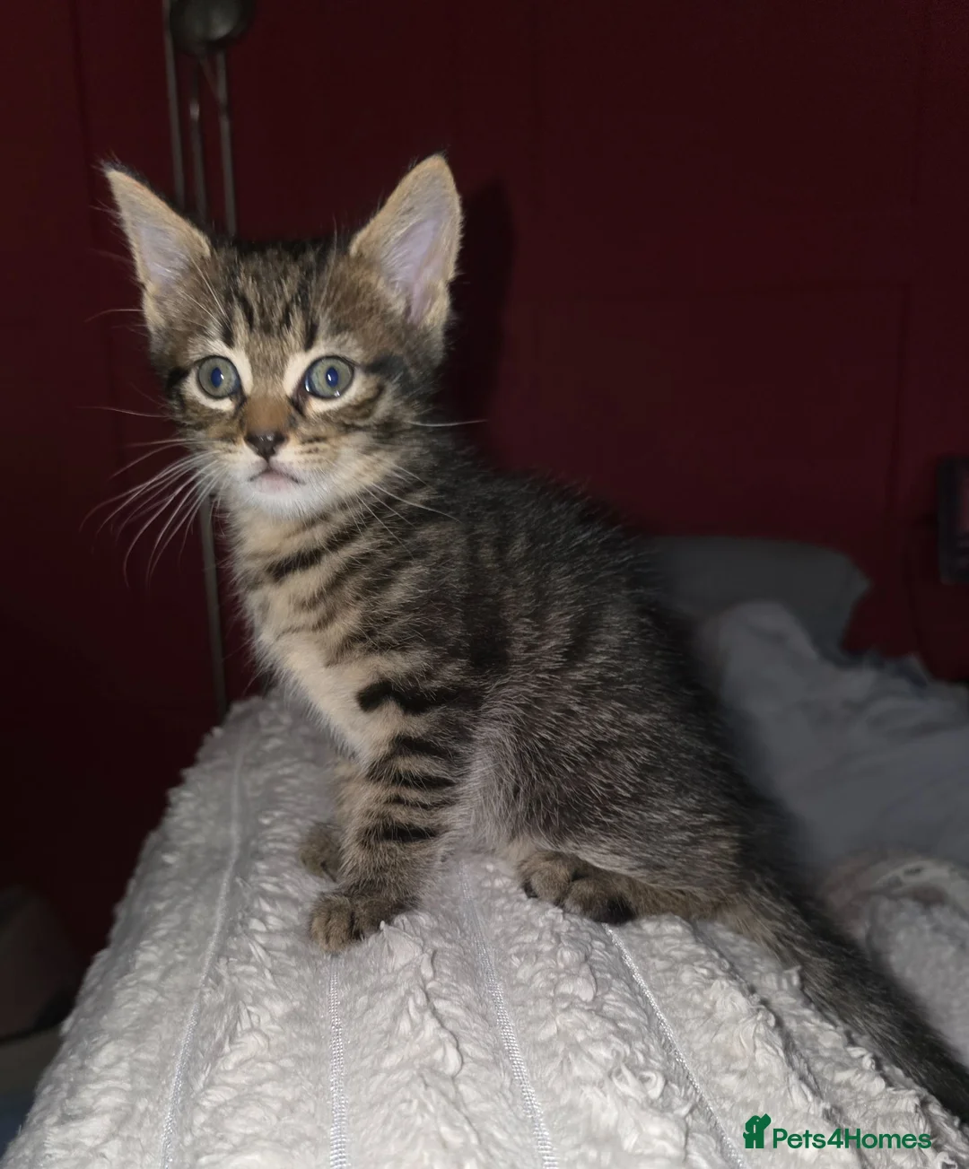 Mixed Breed cats for sale: 2 boy Kittens in Mexborough - Advert 11