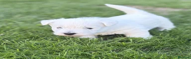 West Highland Terrier 1
