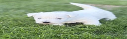West Highland Terrier dogs for sale: Stunning Westhighland Terriers in Hereford - Advert 4