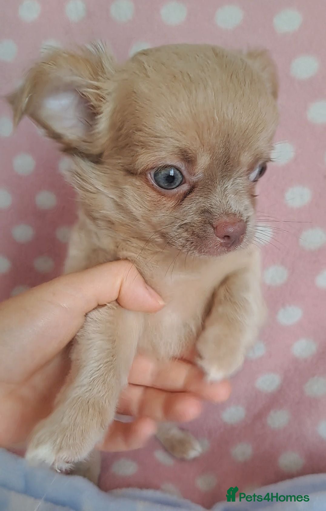 Chihuahua dogs Ready to leave now Long Coat Chihuahua pups  - Advert 22