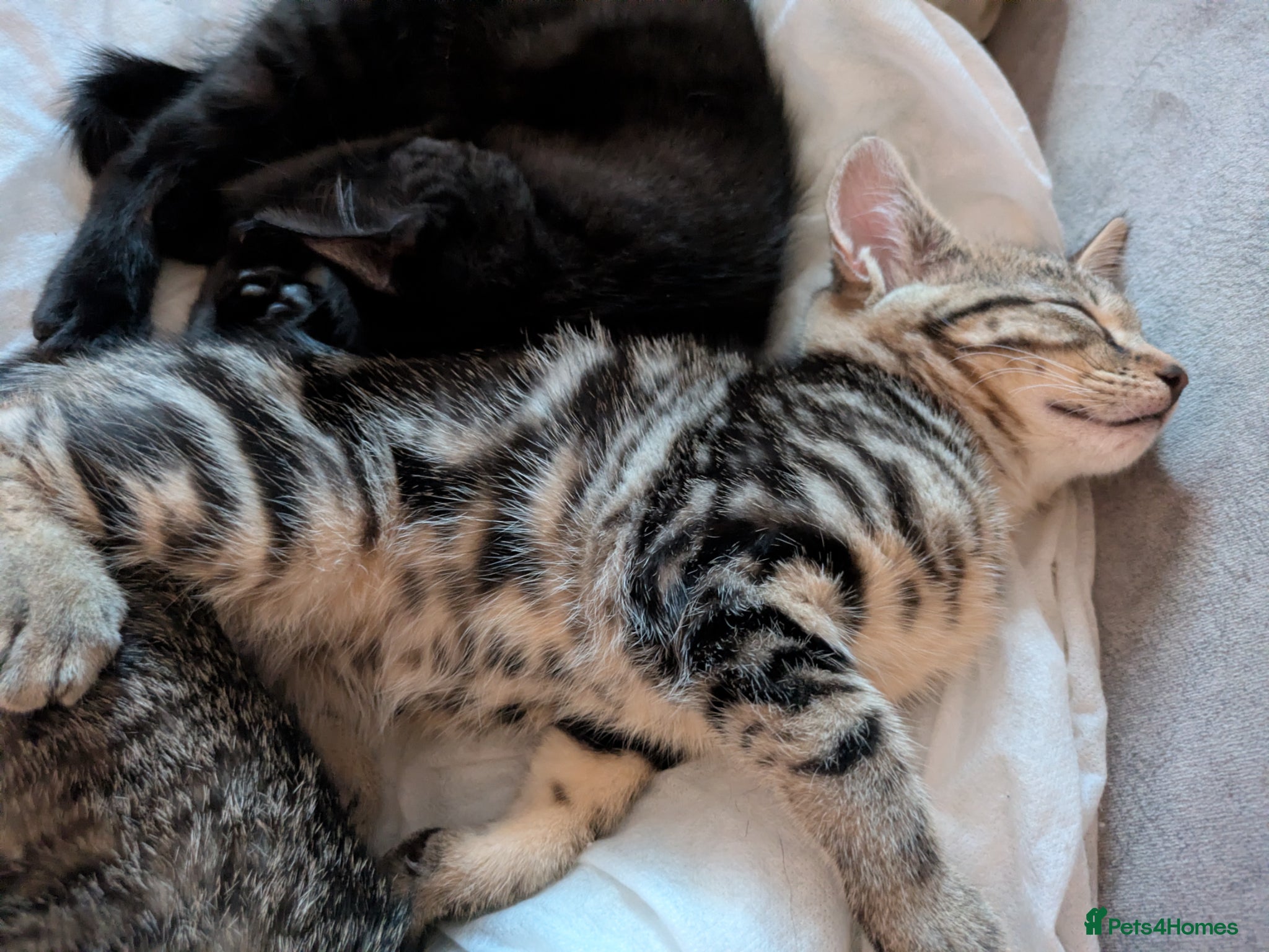 Bengal cats for sale: 3/4 BENGAL - READY TO GO!  - Advert 16