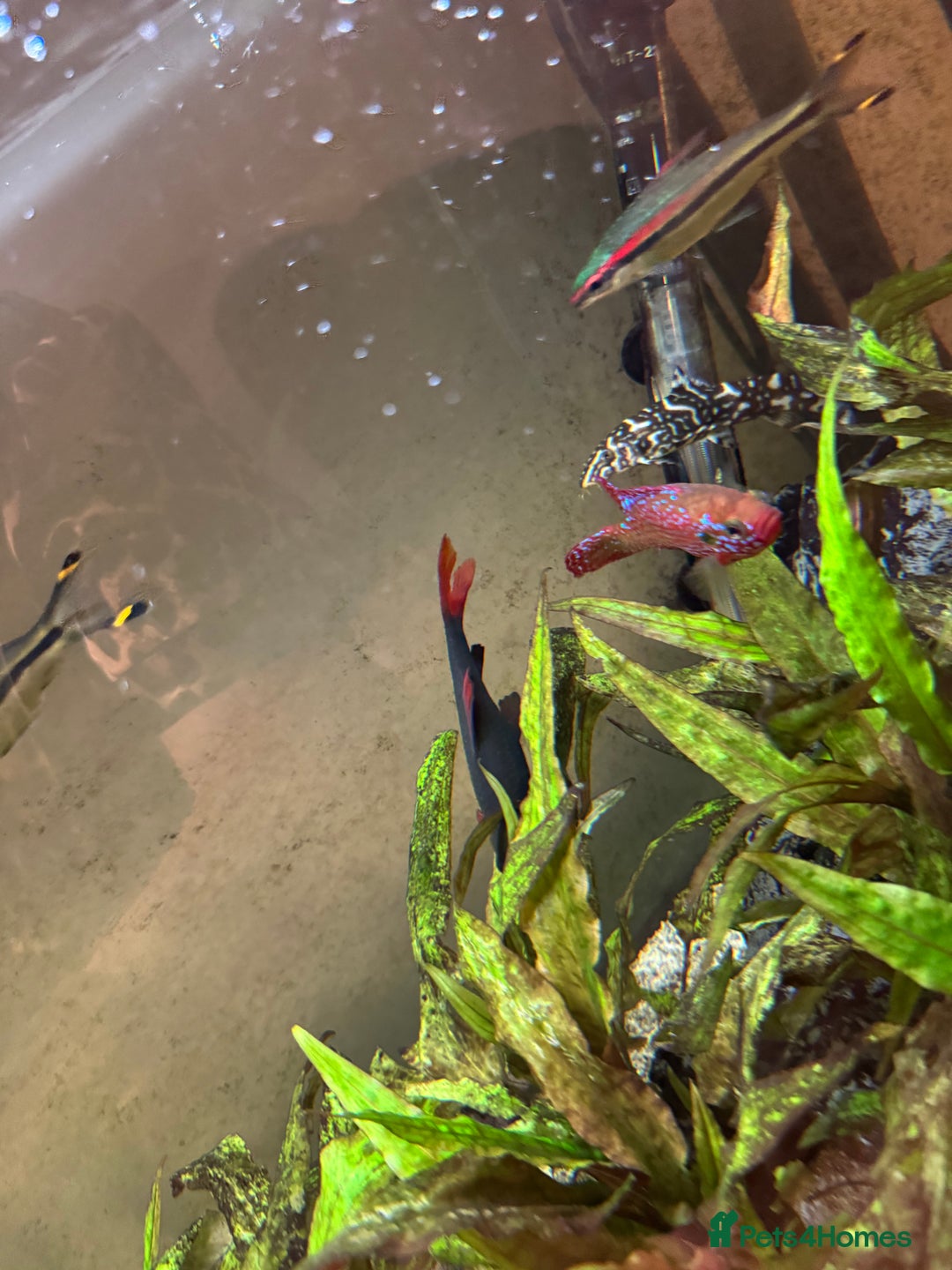 Other/Mixed Breed fish for sale: Tropical tank  - Image 3