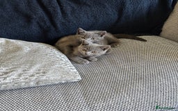 British Shorthair cats for sale: Two Blue British Short Hair Kittens  - Image 3
