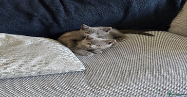 British Shorthair cats - Advert 12