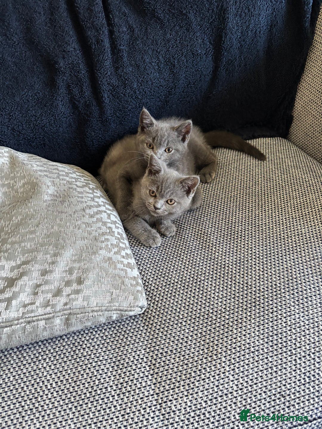 British Shorthair cats for sale: Two Blue British Short Hair Kittens  - Image 3