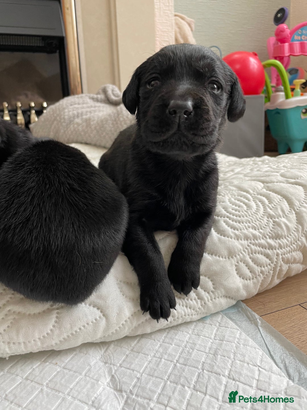 Labrador Retriever dogs for sale: Adorable Labrador puppies. 1 Male left !!! - Advert 8