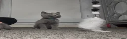British Shorthair cats for sale: British short hair kittens - Advert 8