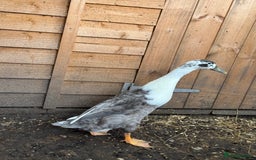 Ducks poultry for sale: 2 Indian Runner Drakes looking for a new home - Image 2