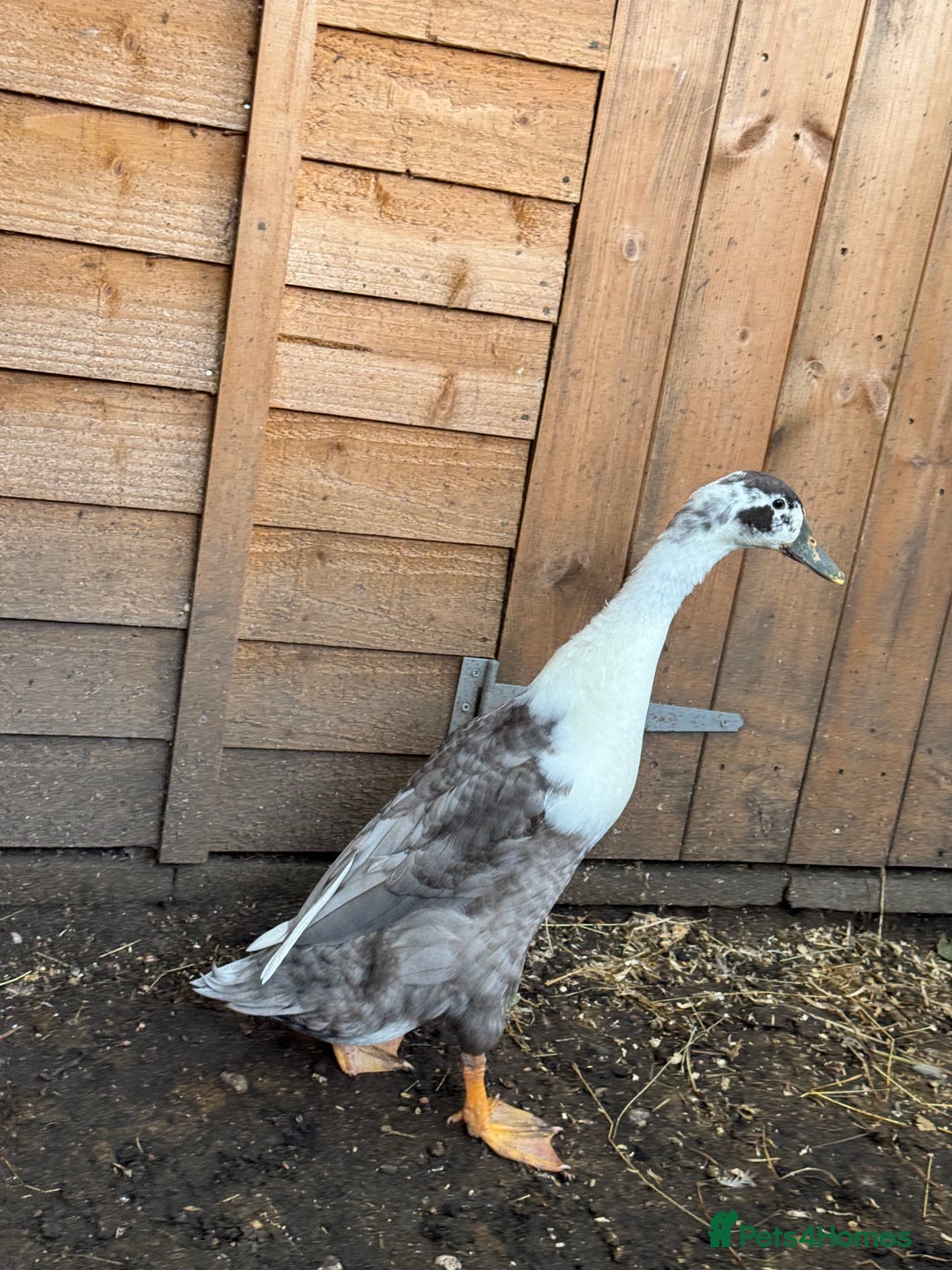Ducks poultry for sale: 2 Indian Runner Drakes looking for a new home - Image 2