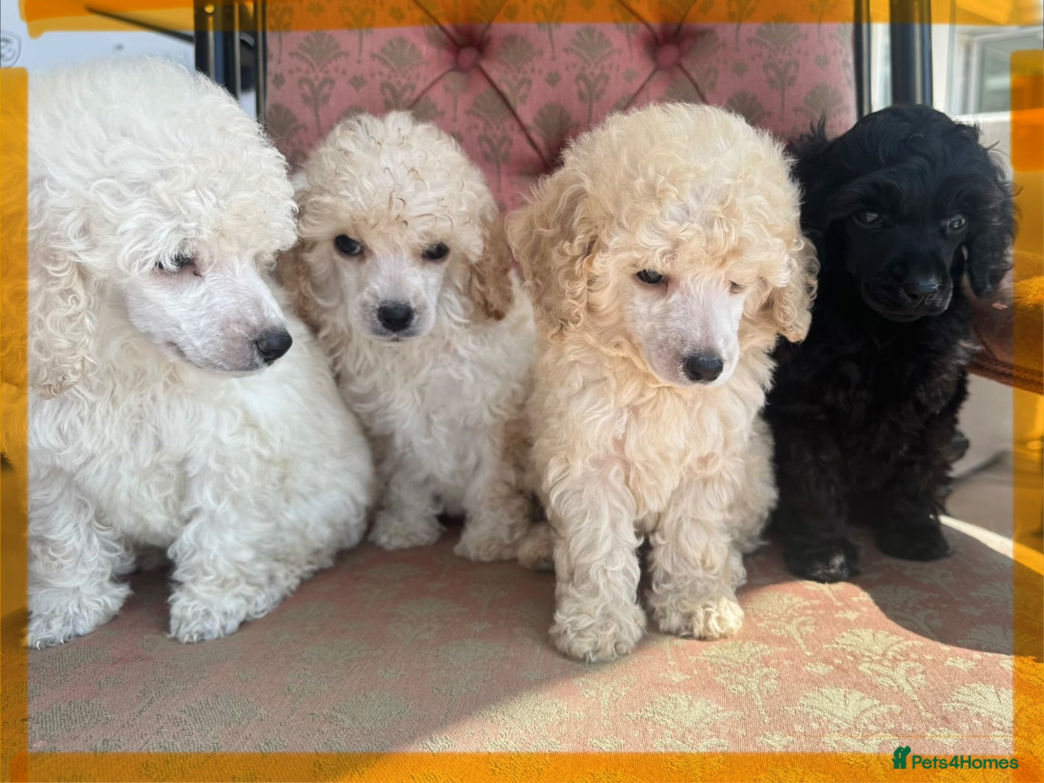Miniature Poodle dogs Pedigree club registered Miniature poodles  - Advert 2