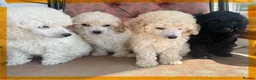 Miniature Poodle dogs for sale: Pedigree club registered Miniature poodles  - Advert 10