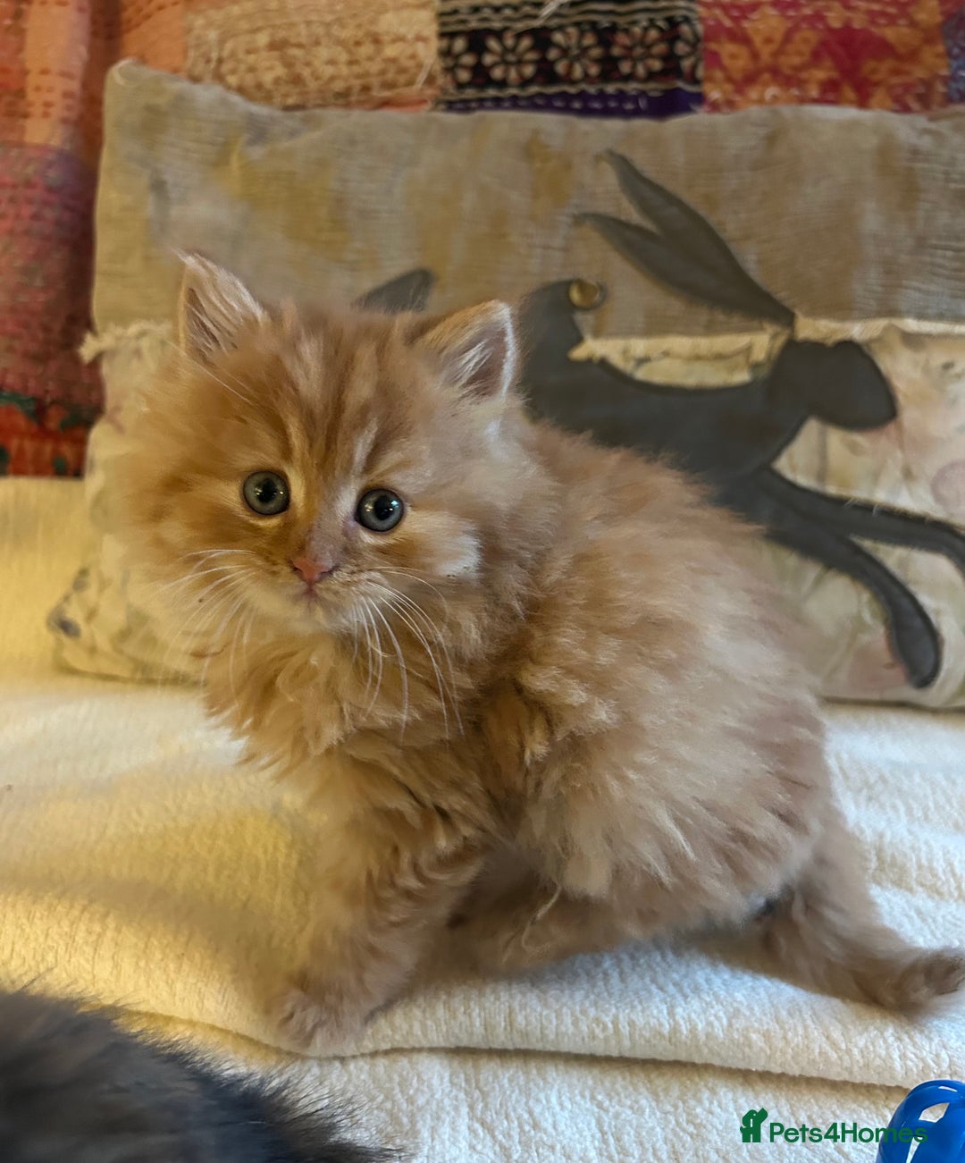 Persian cats for sale: GORGEOUS PERSIAN X KITTENS - Advert 9