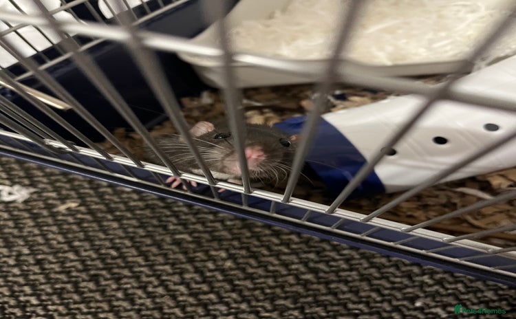 Rat rodents - Advert 1