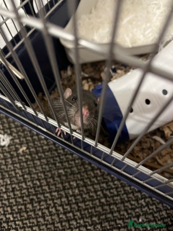 Rat rodents - Advert 18