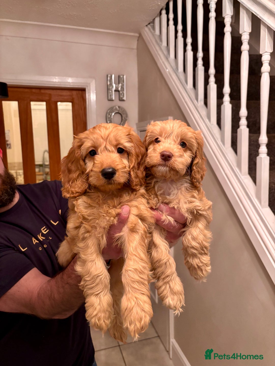 Cockapoo dogs for sale: 2 female cockapoos ready to leave. - Advert 1