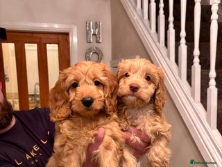Cockapoo dogs 2 female cockapoos ready to leave. - Advert 1
