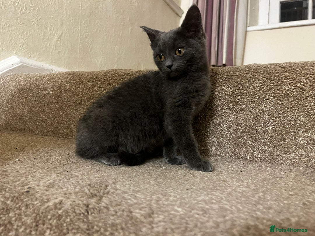 British Shorthair cats for sale: GORGEOUS BRITISH BLUE SHORTHAIR FEMALE KITTEN  - Image 7