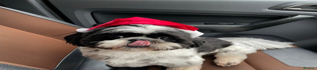 Shih Tzu Puppy 1