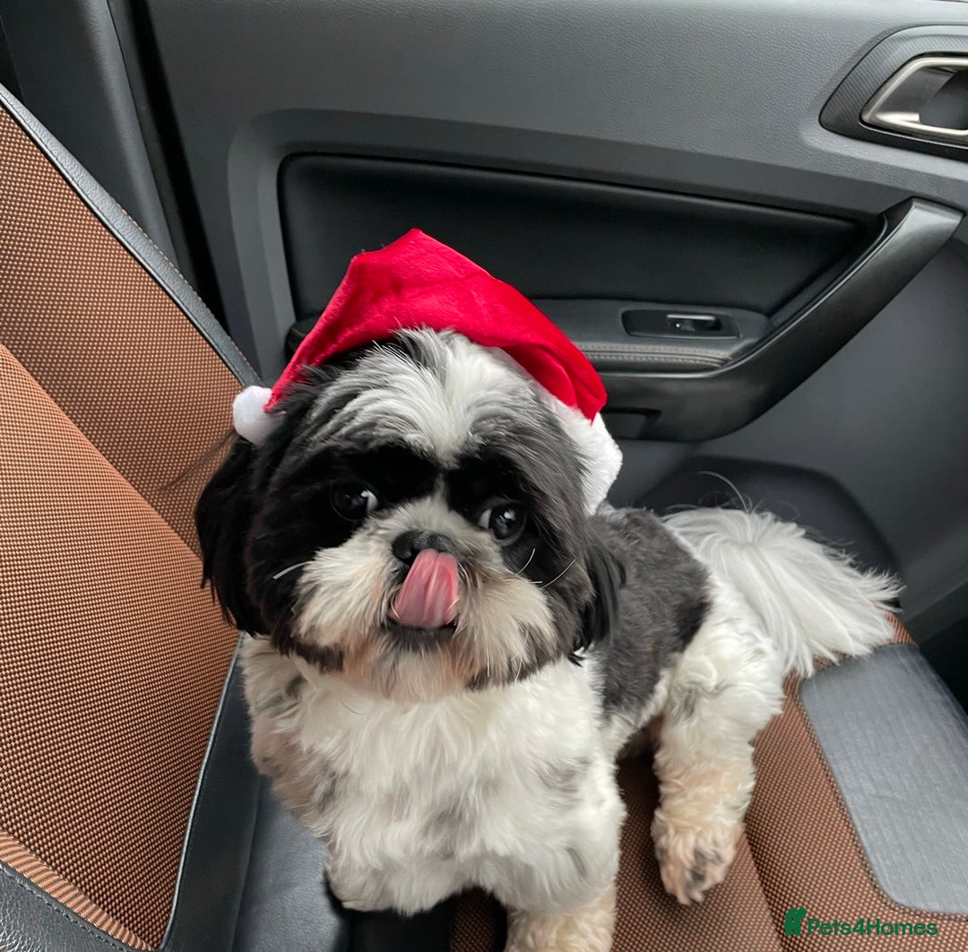 Shih Tzu dogs for sale: Mr bear  - Image 1