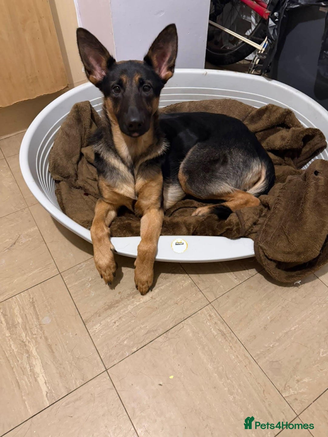 German Shepherd dogs for adoption: Roxie - Advert 2