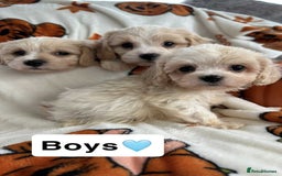 Cavachon dogs for sale: DNA CLEAR CAVACHON PUPS - Image 5