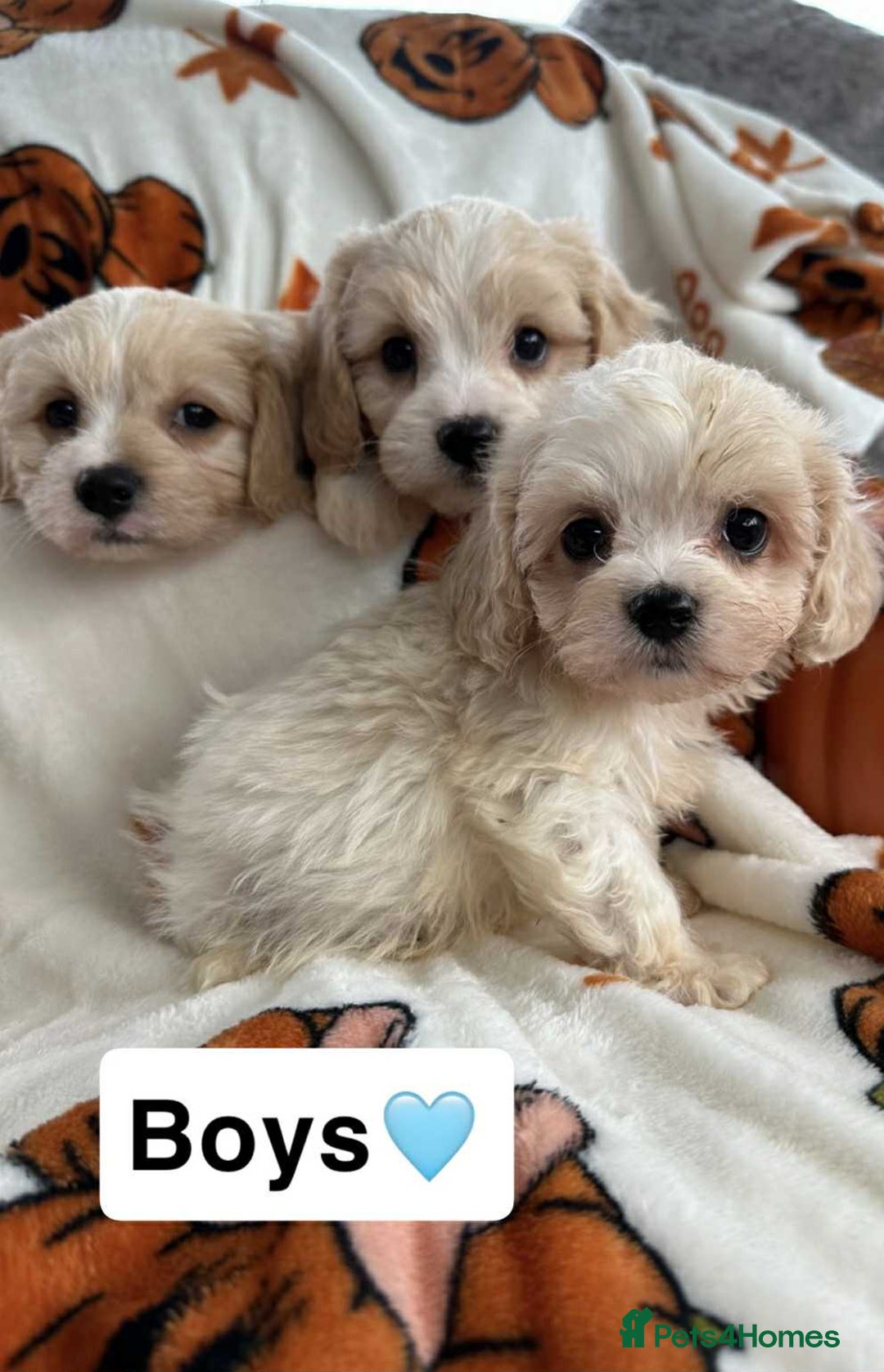 Cavachon dogs for sale: DNA CLEAR CAVACHON PUPS - Image 5
