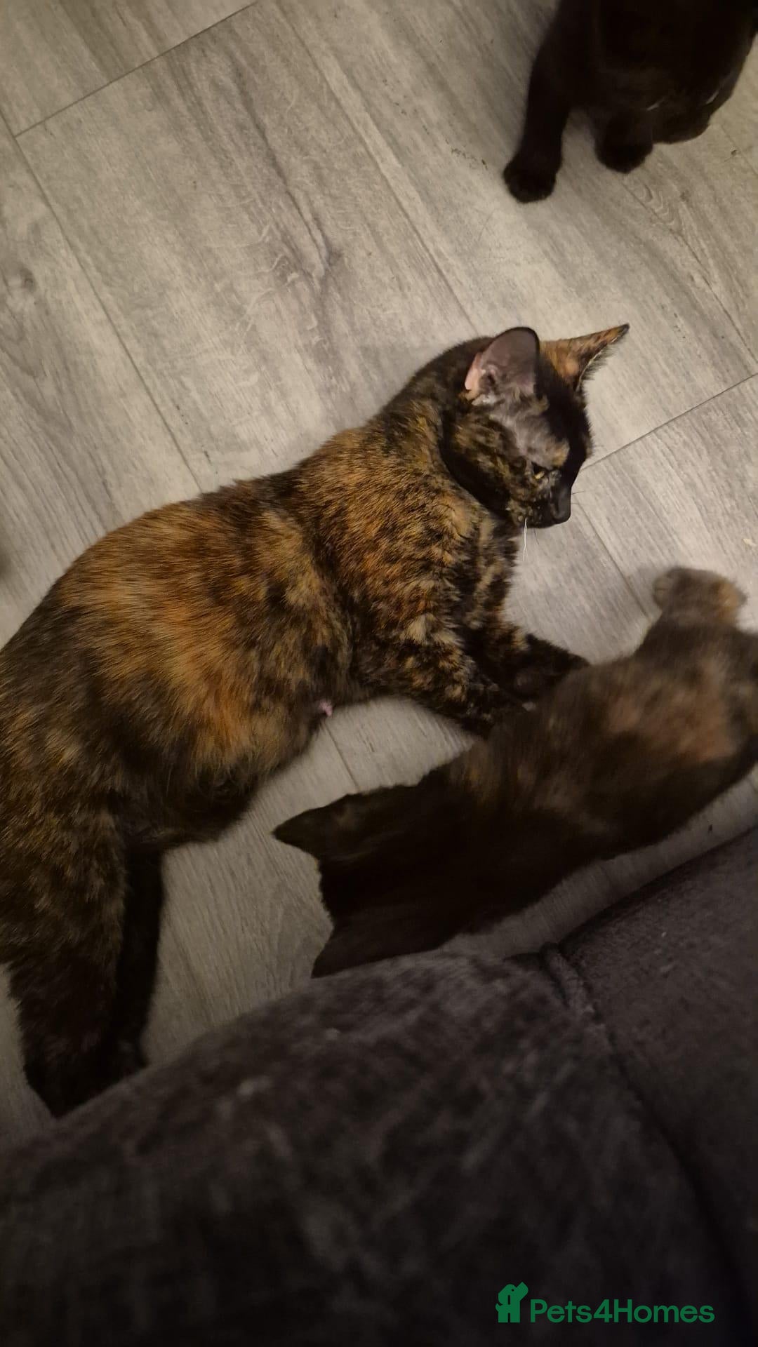 Mixed Breed cats Three little kittens looking for home - Advert 3