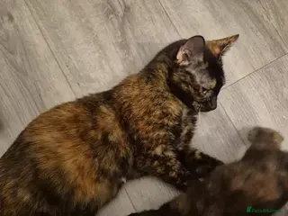 Mixed Breed cats Three little kittens looking for home - Advert 1