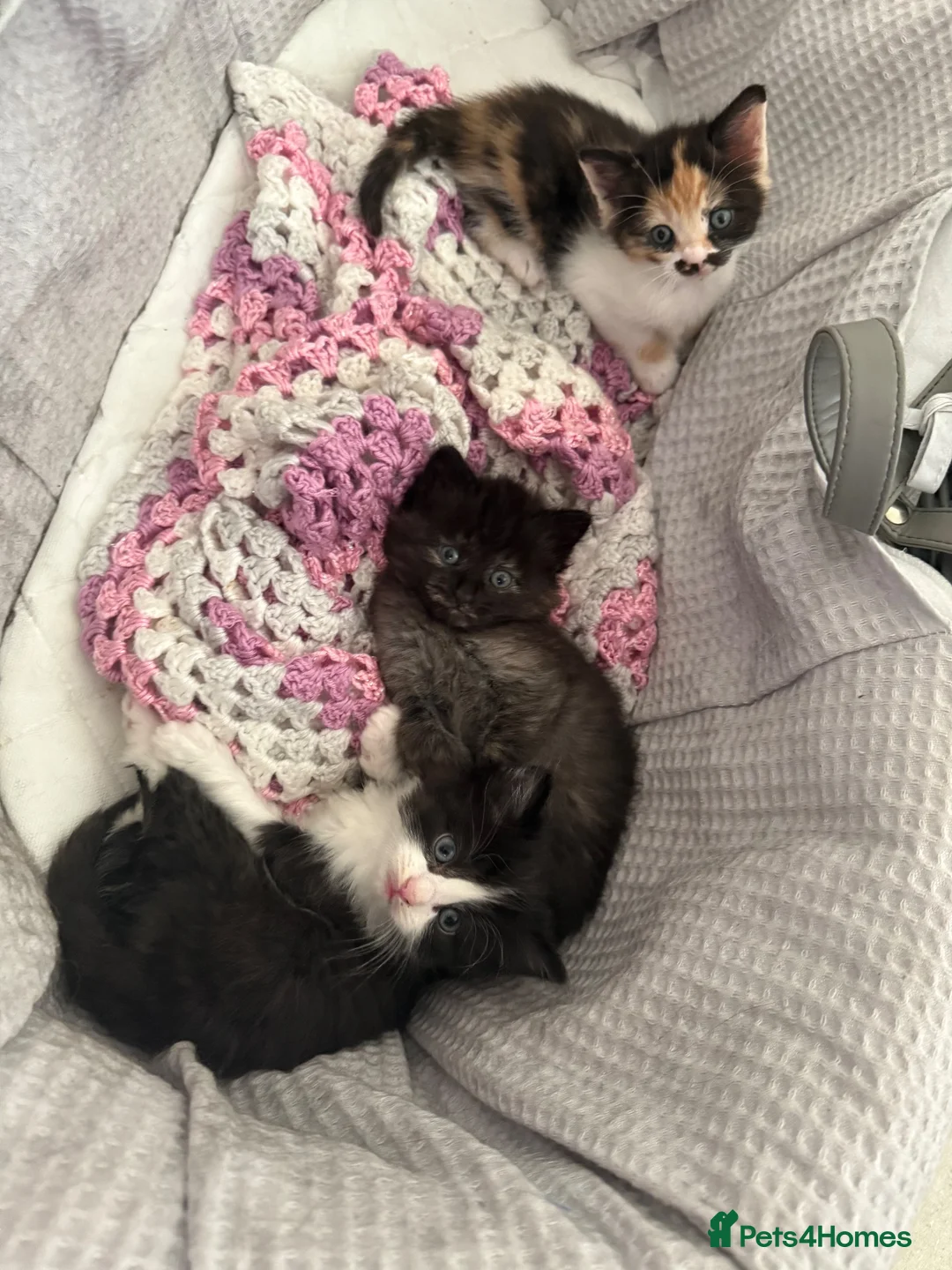 Mixed Breed cats for sale: Ragamuffin mix kittens please read description  - Advert 28