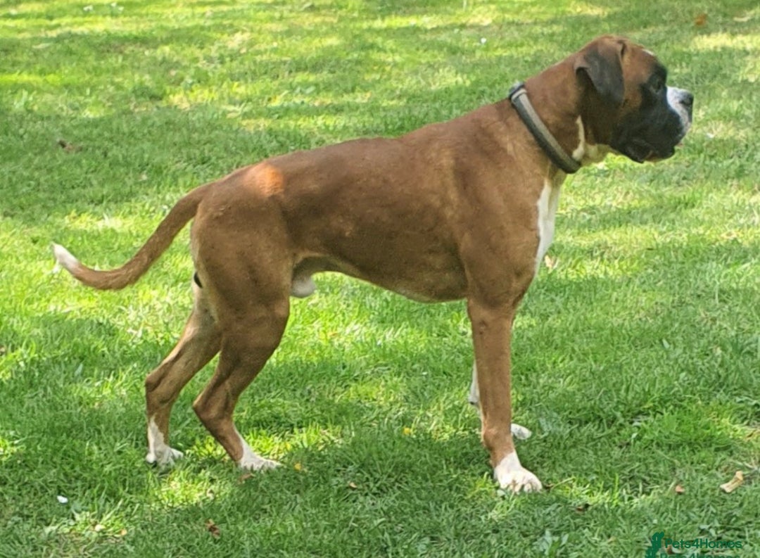 Boxer dogs for sale:  ⭐️ Fully health checked KC registered ⭐️ - Advert 16