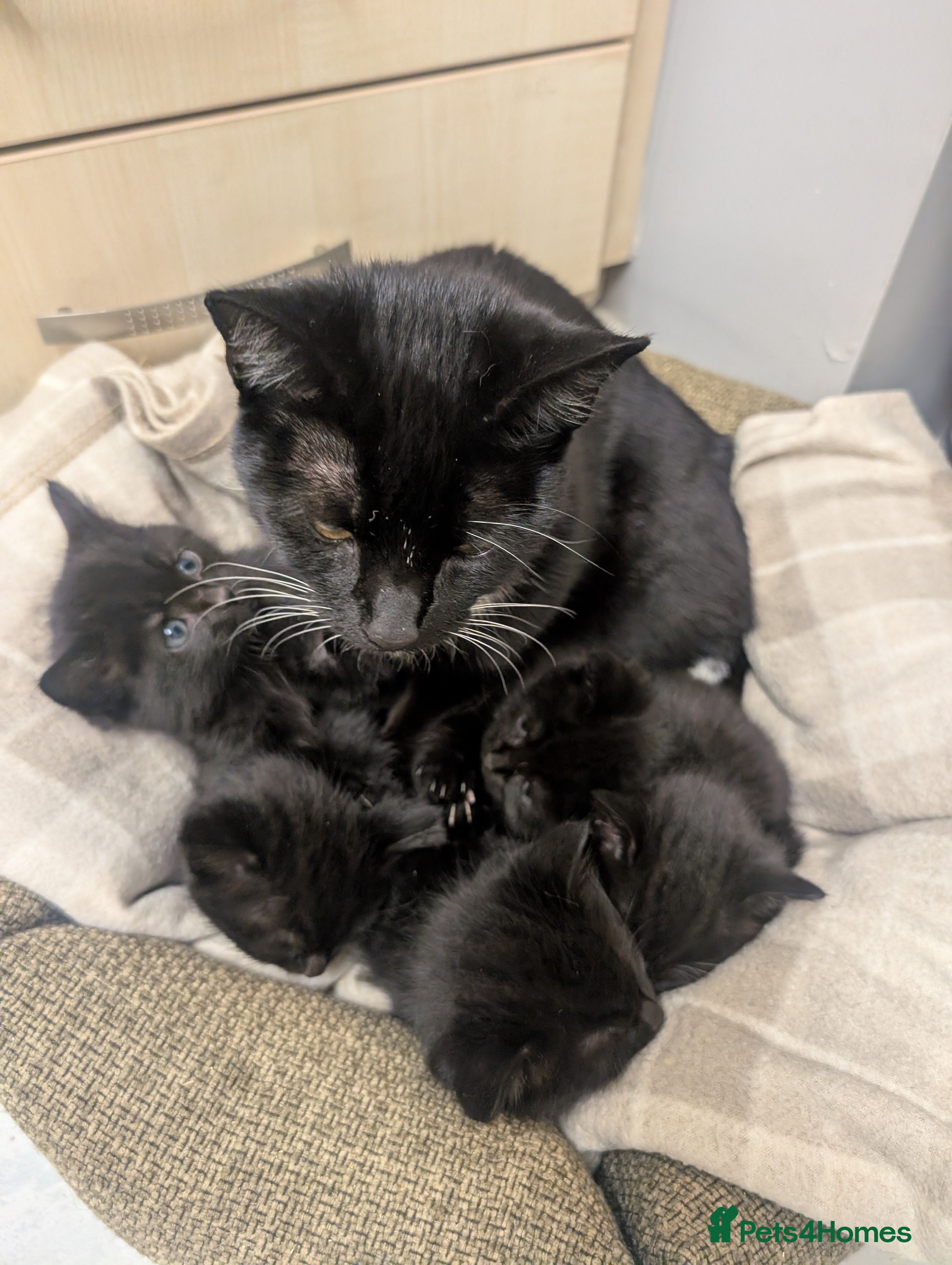 Mixed Breed cats Beautiful black litter - Advert 4