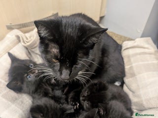 Mixed Breed cats Beautiful black litter - Advert 4