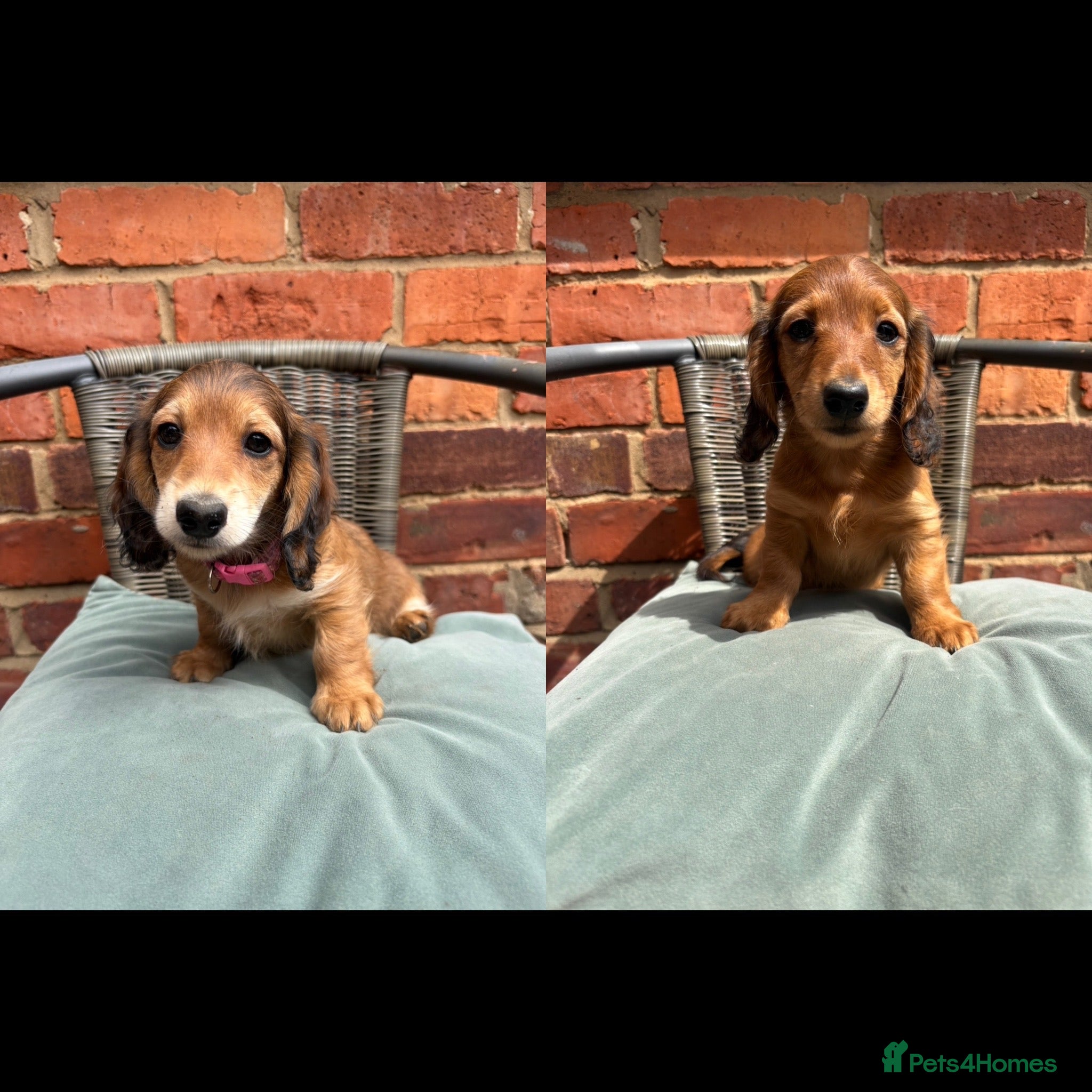 Miniature Dachshund dogs Long haired miniature dachshunds - Advert 4