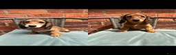 Miniature Dachshund dogs for sale: Long haired miniature dachshunds - Advert 4