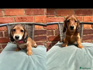 Miniature Dachshund dogs Long haired miniature dachshunds - Advert 4