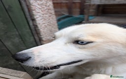 Siberian Husky dogs for sale: Male husky 23months old - Advert 4