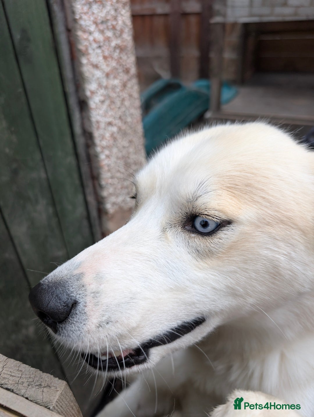 Siberian Husky dogs for sale: Male husky 23months old - Advert 4