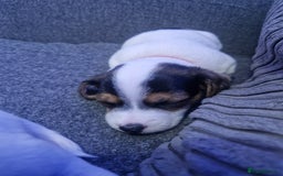 Jack Russell dogs for sale: Beautiful Jack Russell puppies for sale - Advert 20